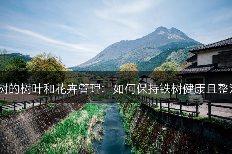 铁树的树叶和花卉管理：如何保持铁树健康且整洁？(图1)