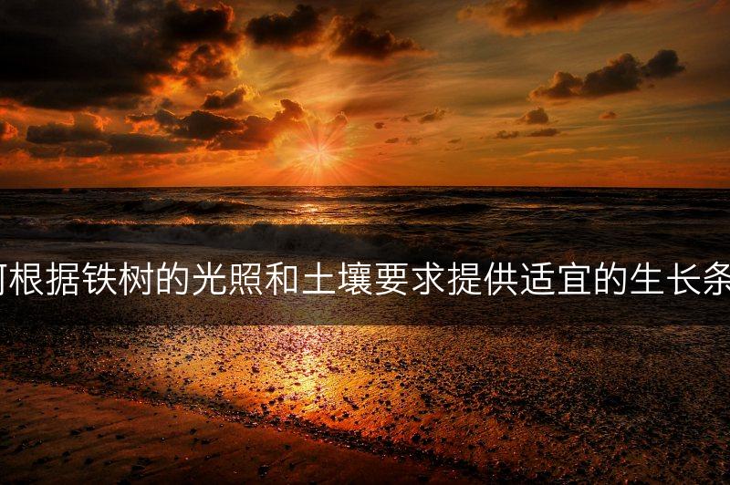 如何根据铁树的光照和土壤要求提供适宜的生长条件？(图1)