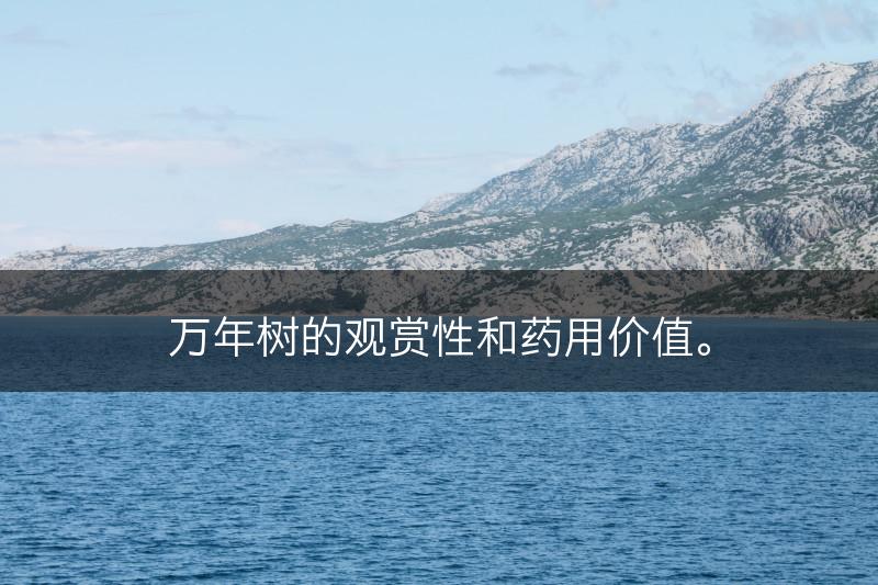 万年树的观赏性和药用价值。(图1)