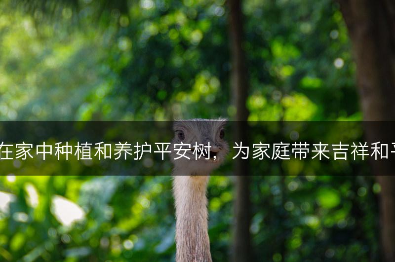 如何在家中种植和养护平安树，为家庭带来吉祥和平安？(图1)