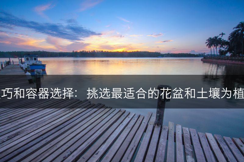 平安树的盆栽技巧和容器选择：挑选最适合的花盆和土壤为植株提供最佳条件(图1)
