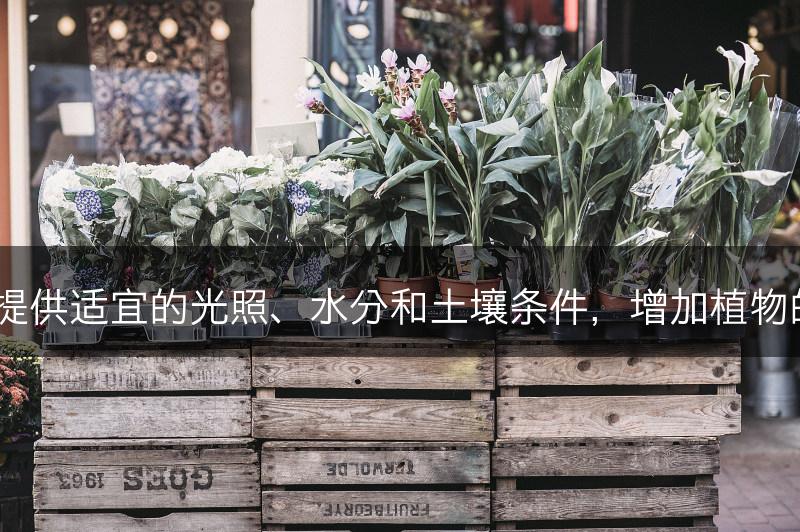 如何为芦荟提供适宜的光照、水分和土壤条件，增加植物的健康生长？(图1)