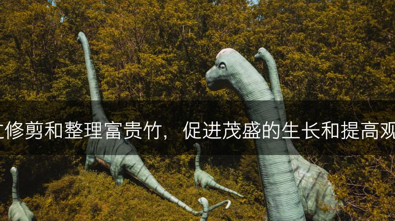 如何通过修剪和整理富贵竹，促进茂盛的生长和提高观赏价值？(图1)