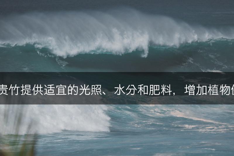 如何为富贵竹提供适宜的光照、水分和肥料,增加植物健康成长?(图1) 如何为富贵竹提供适宜的光照、水分和肥料,增加植物健康成长?(图1)
