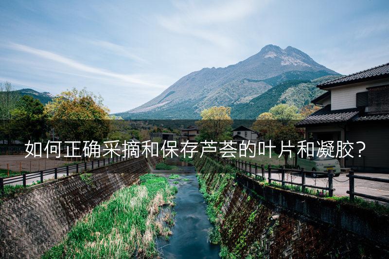 如何正确采摘和保存芦荟的叶片和凝胶？(图1)