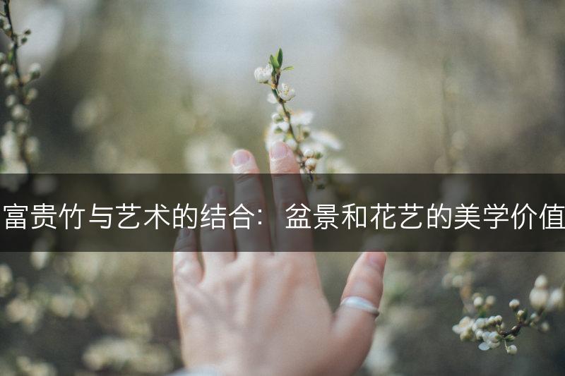 富贵竹与艺术的结合：盆景和花艺的美学价值(图1)