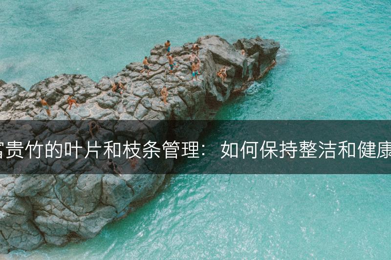 富贵竹的叶片和枝条管理：如何保持整洁和健康？(图1)