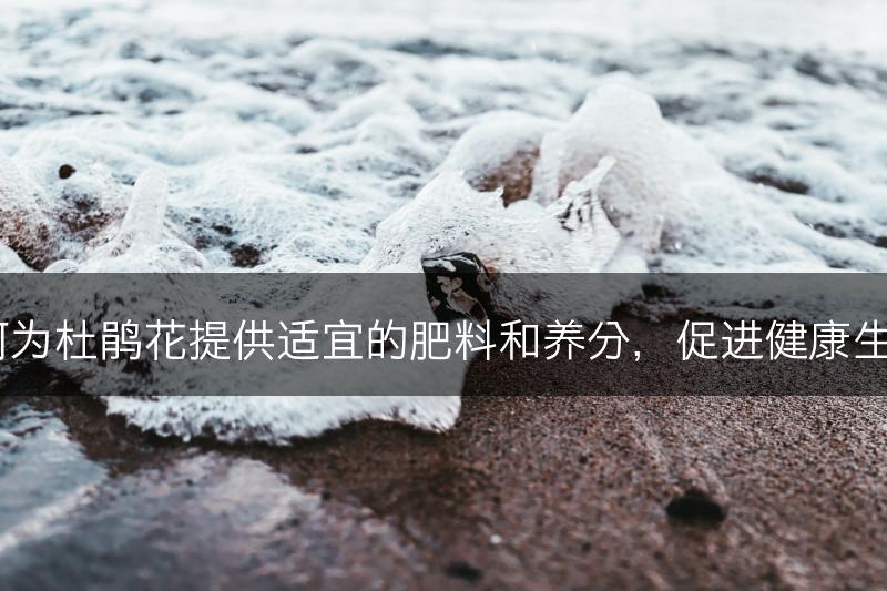 如何为杜鹃花提供适宜的肥料和养分，促进健康生长？(图1)