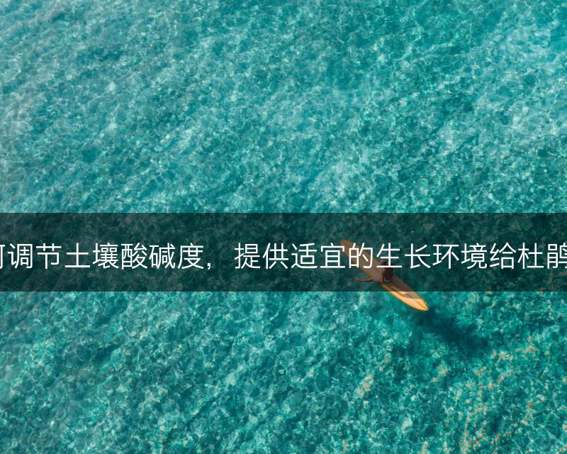 如何调节土壤酸碱度，提供适宜的生长环境给杜鹃花？(图1)