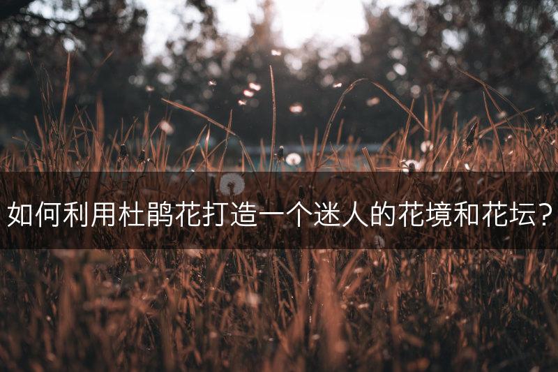 如何利用杜鹃花打造一个迷人的花境和花坛？(图1)