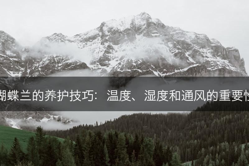 蝴蝶兰的养护技巧:温度、湿度和通风的重要性(图1) 蝴蝶兰的养护技巧:温度、湿度和通风的重要性(图1)