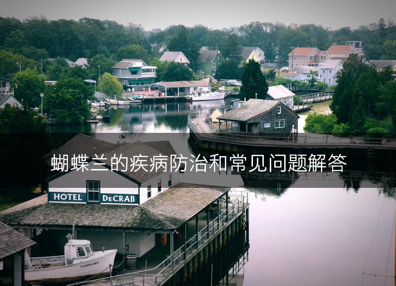 蝴蝶兰的疾病防治和常见问题解答(图1) 蝴蝶兰的疾病防治和常见问题解答(图1)