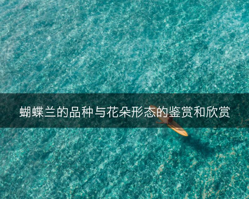 蝴蝶兰的品种与花朵形态的鉴赏和欣赏(图1) 蝴蝶兰的品种与花朵形态的鉴赏和欣赏(图1)