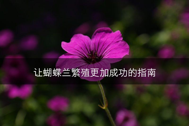 让蝴蝶兰繁殖更加成功的指南(图1) 让蝴蝶兰繁殖更加成功的指南(图1)