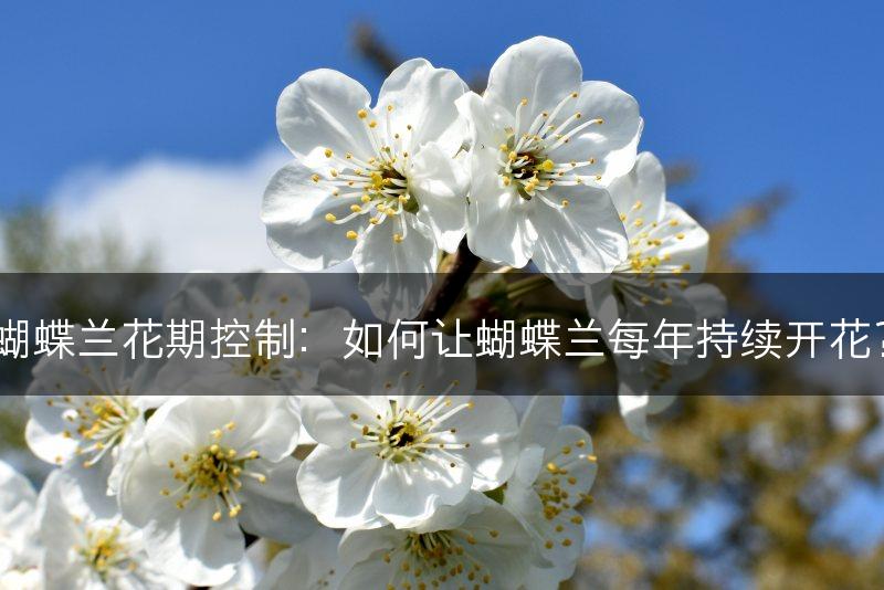 蝴蝶兰花期控制:如何让蝴蝶兰每年持续开花?(图1) 蝴蝶兰花期控制:如何让蝴蝶兰每年持续开花?(图1)