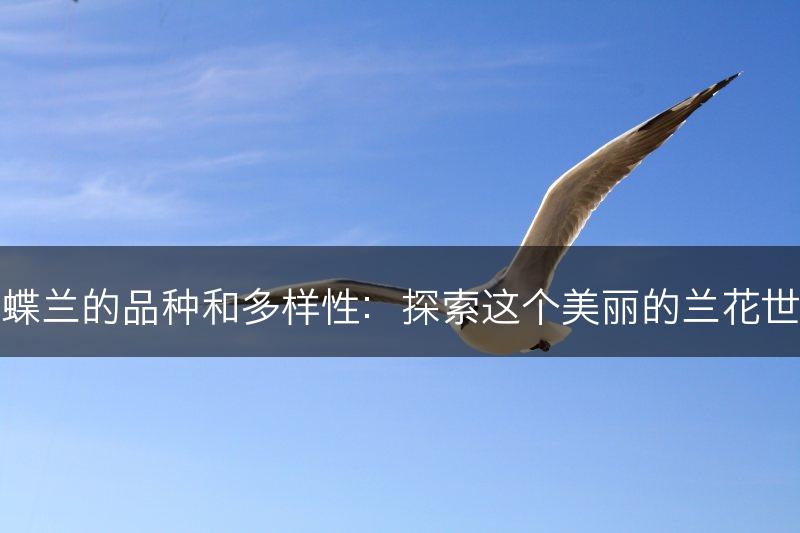 蝴蝶兰的品种和多样性:探索这个美丽的兰花世界(图1) 蝴蝶兰的品种和多样性:探索这个美丽的兰花世界(图1)