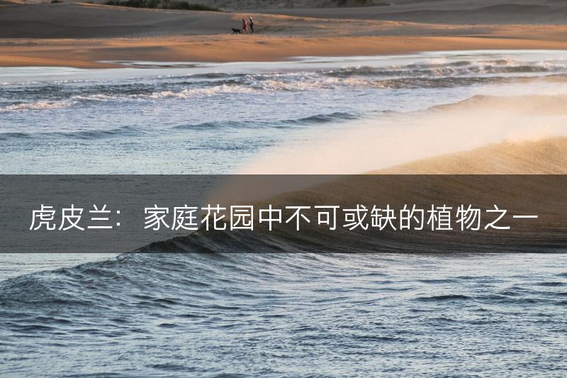 虎皮兰:家庭花园中不可或缺的植物之一(图1) 虎皮兰:家庭花园中不可或缺的植物之一(图1)