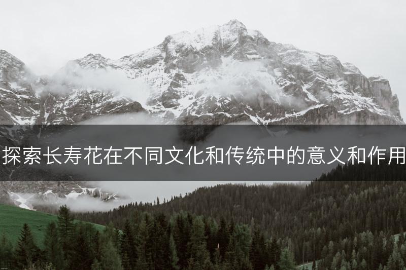 探索长寿花在不同文化和传统中的意义和作用(图1)