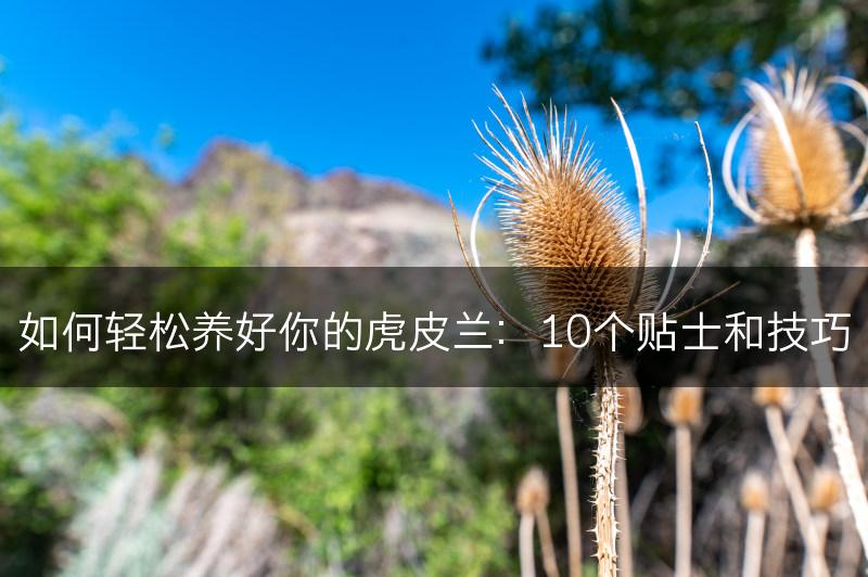 如何轻松养好你的虎皮兰：10个贴士和技巧(图1)