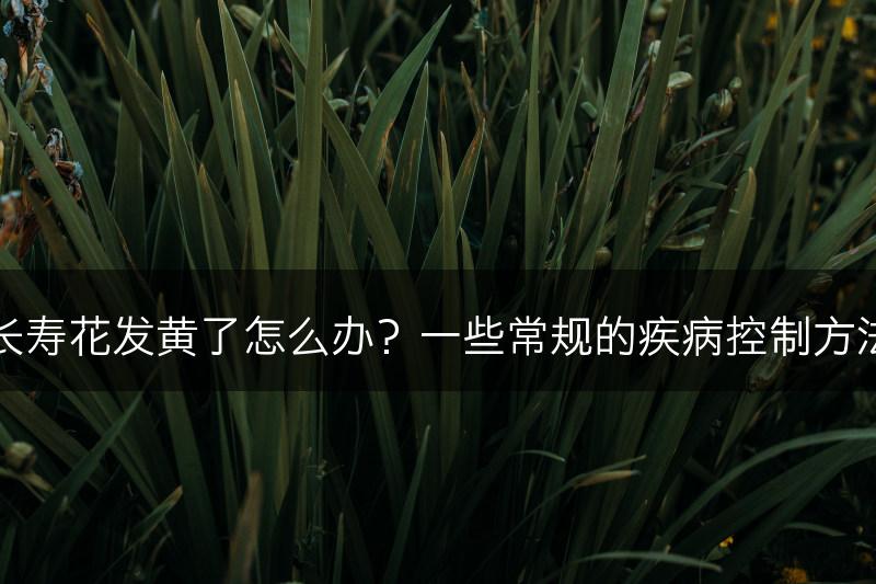 长寿花发黄了怎么办？一些常规的疾病控制方法(图1)