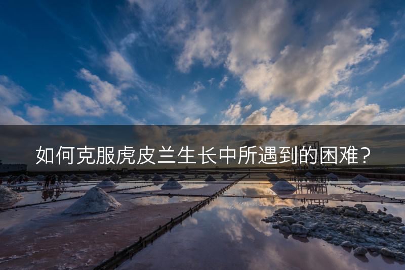 如何克服虎皮兰生长中所遇到的困难?(图1) 如何克服虎皮兰生长中所遇到的困难?(图1)