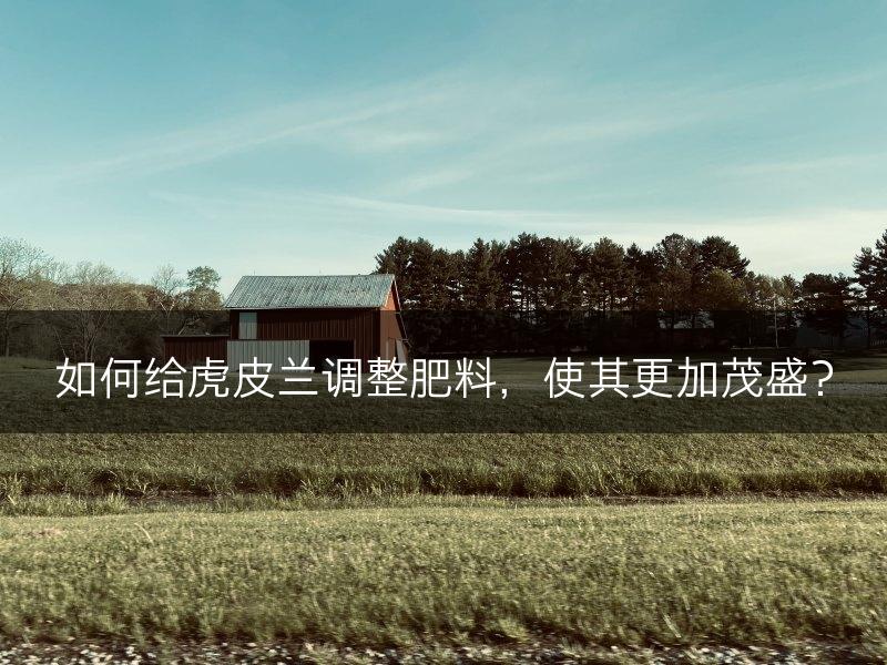 如何给虎皮兰调整肥料,使其更加茂盛?(图1) 如何给虎皮兰调整肥料,使其更加茂盛?(图1)