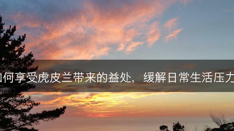 如何享受虎皮兰带来的益处,缓解日常生活压力?(图1) 如何享受虎皮兰带来的益处,缓解日常生活压力?(图1)