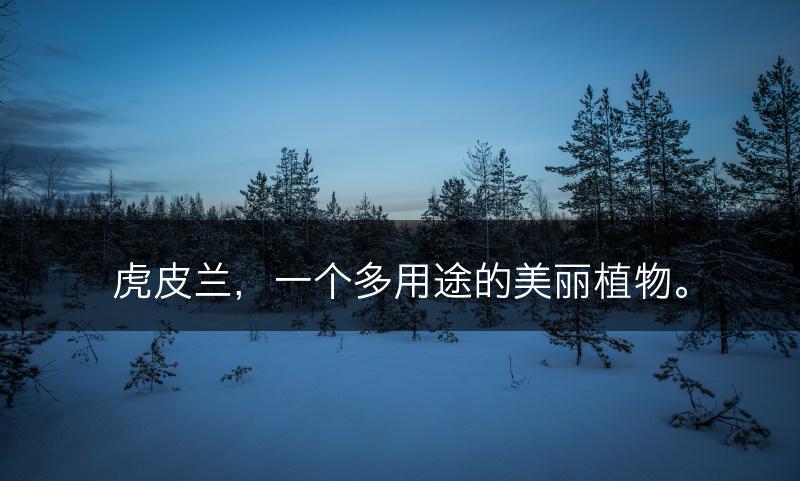 虎皮兰,一个多用途的美丽植物。(图1) 虎皮兰,一个多用途的美丽植物。(图1)