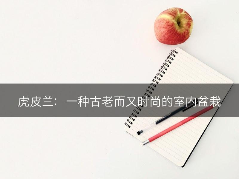 虎皮兰:一种古老而又时尚的室内盆栽(图1) 虎皮兰:一种古老而又时尚的室内盆栽(图1)