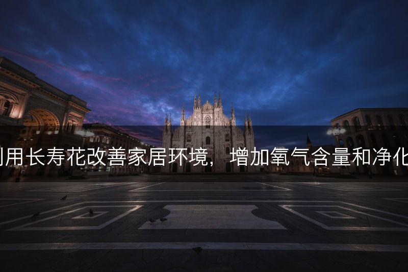 如何利用长寿花改善家居环境，增加氧气含量和净化污染？(图1)