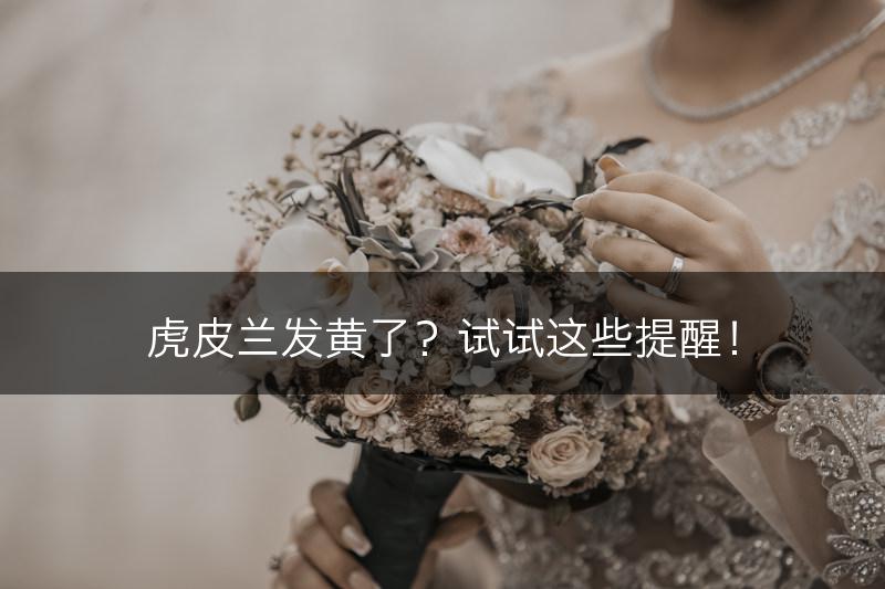虎皮兰发黄了?试试这些提醒!(图1) 虎皮兰发黄了?试试这些提醒!(图1)