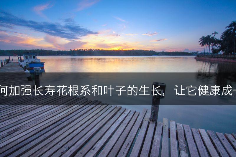 如何加强长寿花根系和叶子的生长，让它健康成长？(图1)