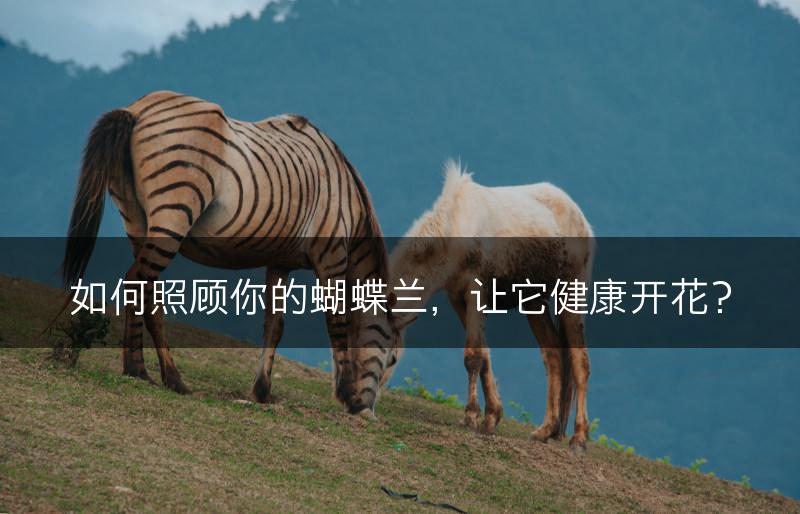 如何照顾你的蝴蝶兰,让它健康开花?(图1) 如何照顾你的蝴蝶兰,让它健康开花?(图1)