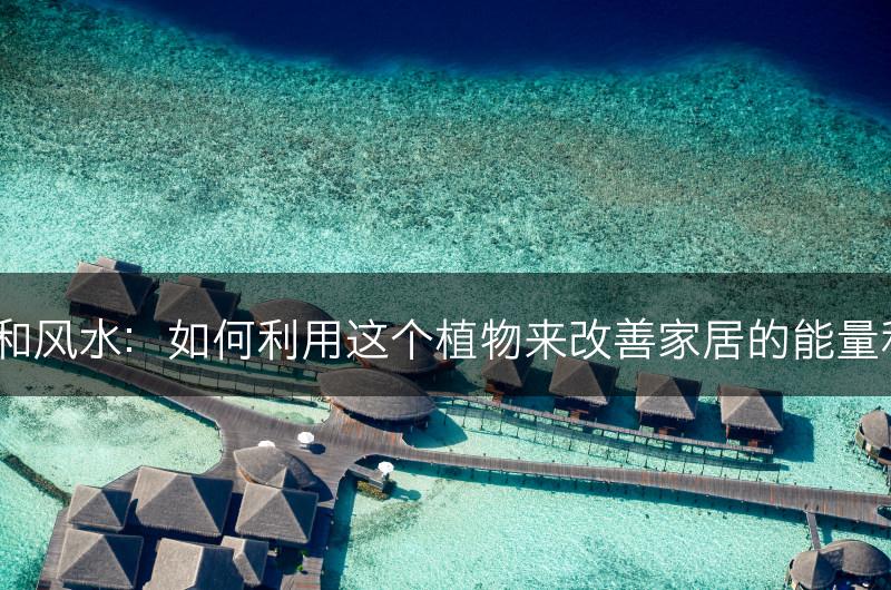 长寿花和风水：如何利用这个植物来改善家居的能量和吉祥？(图1)