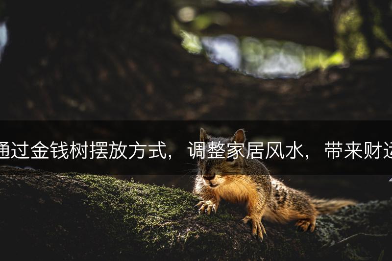 通过金钱树摆放方式,调整家居风水,带来财运(图1) 通过金钱树摆放方式,调整家居风水,带来财运(图1)