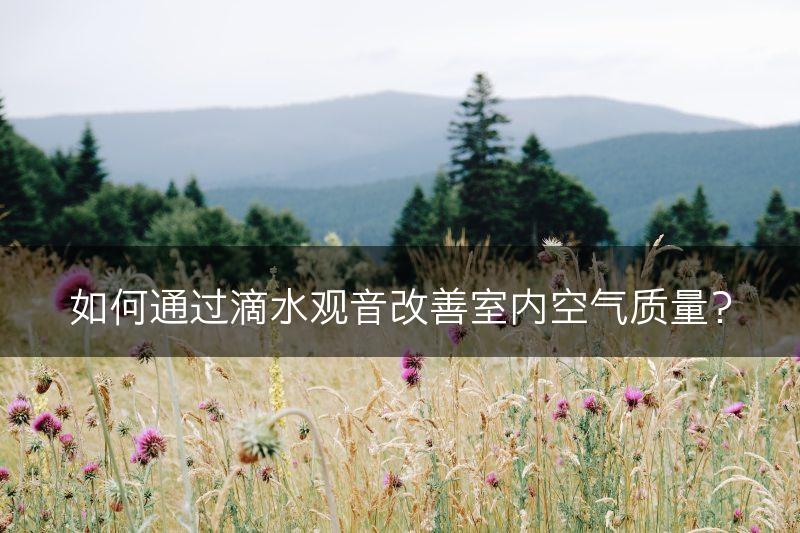 如何通过滴水观音改善室内空气质量？