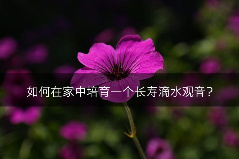 如何在家中培育一个长寿滴水观音?(图1) 如何在家中培育一个长寿滴水观音?(图1)