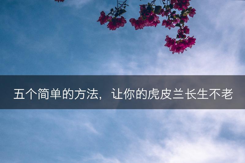 五个简单的方法，让你的虎皮兰长生不老(图1)