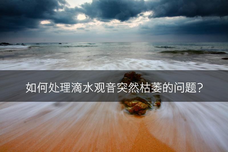 如何处理滴水观音突然枯萎的问题？(图1)
