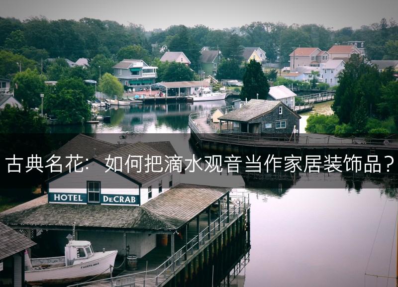 古典名花：如何把滴水观音当作家居装饰品？