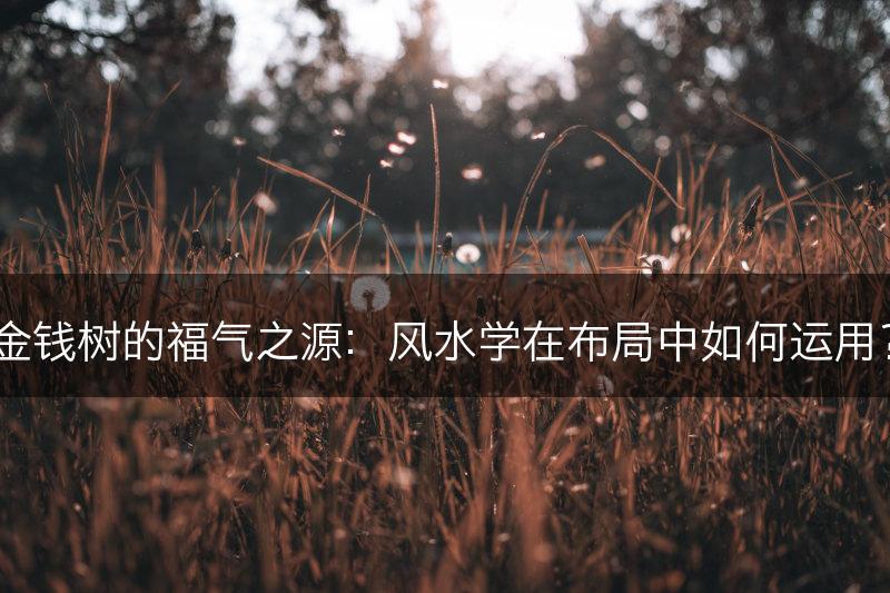 金钱树的福气之源:风水学在布局中如何运用?(图1) 金钱树的福气之源:风水学在布局中如何运用?(图1)