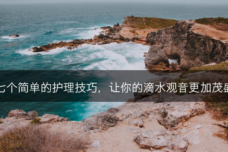 七个简单的护理技巧，让你的滴水观音更加茂盛(图1)