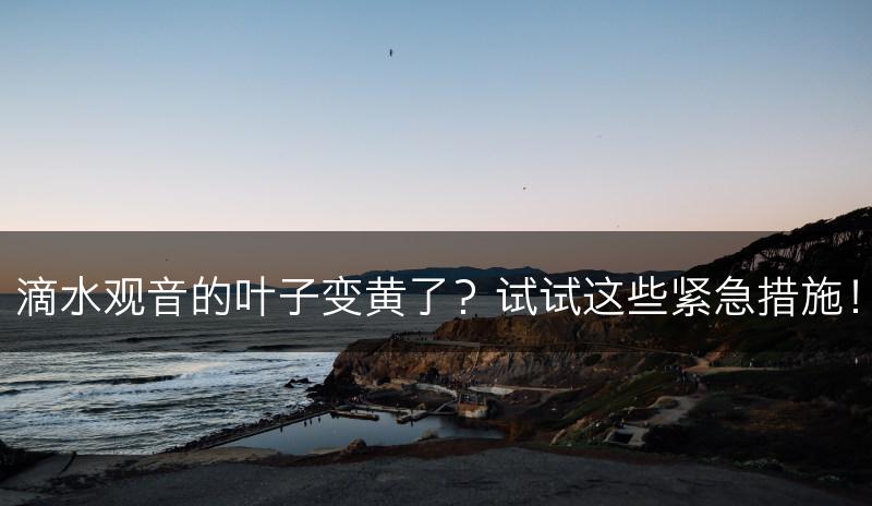 滴水观音的叶子变黄了？试试这些紧急措施！