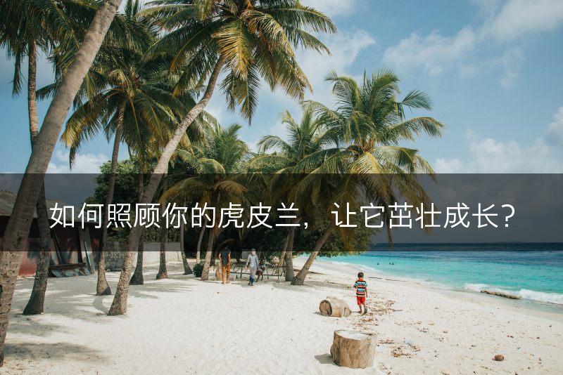 如何照顾你的虎皮兰,让它茁壮成长?(图1) 如何照顾你的虎皮兰,让它茁壮成长?(图1)