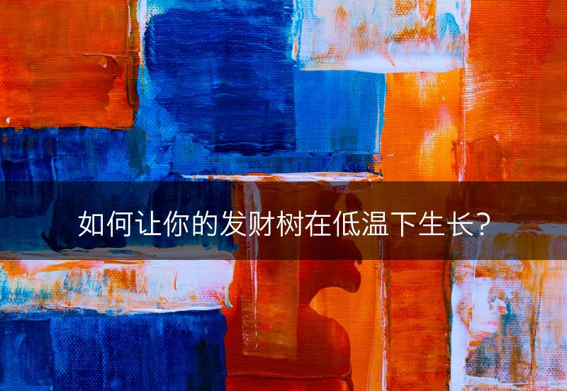 如何让你的发财树在低温下生长?(图1) 如何让你的发财树在低温下生长?(图1)