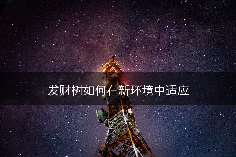 发财树如何在新环境中适应(图1)