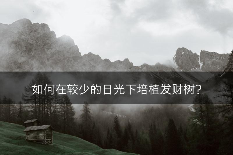 如何在较少的日光下培植发财树?(图1) 如何在较少的日光下培植发财树?(图1)