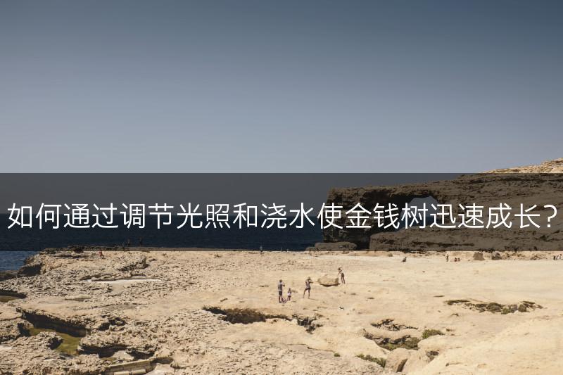 如何通过调节光照和浇水使金钱树迅速成长?(图1) 如何通过调节光照和浇水使金钱树迅速成长?(图1)
