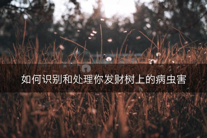 如何识别和处理你发财树上的病虫害(图1) 如何识别和处理你发财树上的病虫害(图1)
