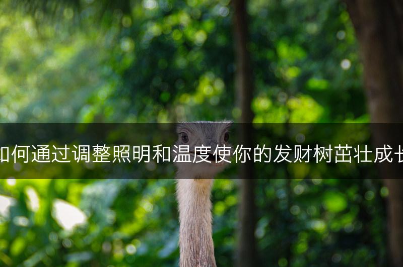 如何通过调整照明和温度使你的发财树茁壮成长(图1)